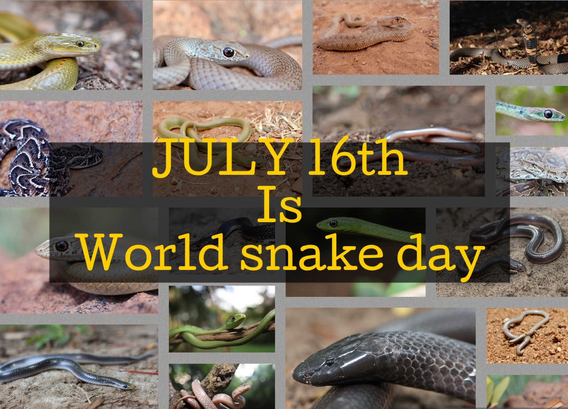 International Snake Day
