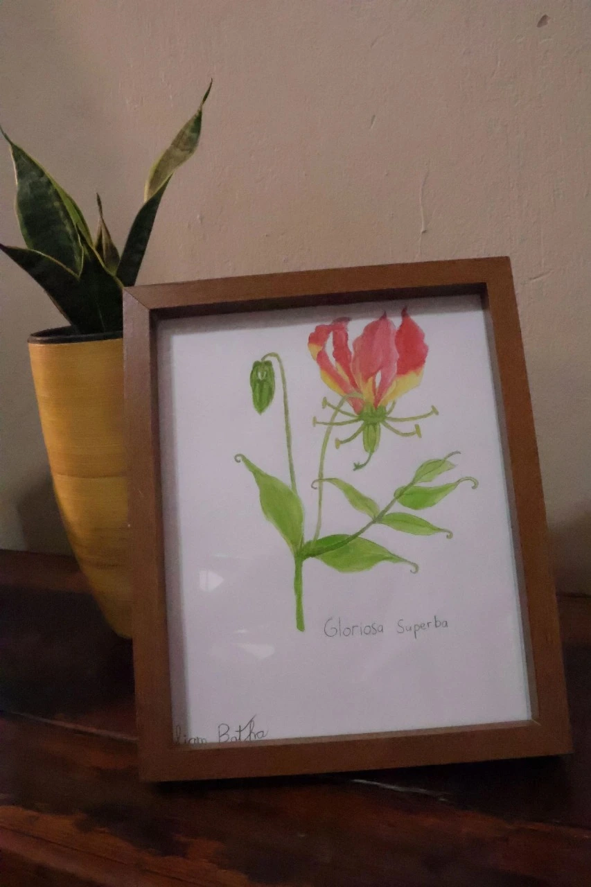 Flame Lilly - Gloriosa superba (Copy) || By Liam Botha