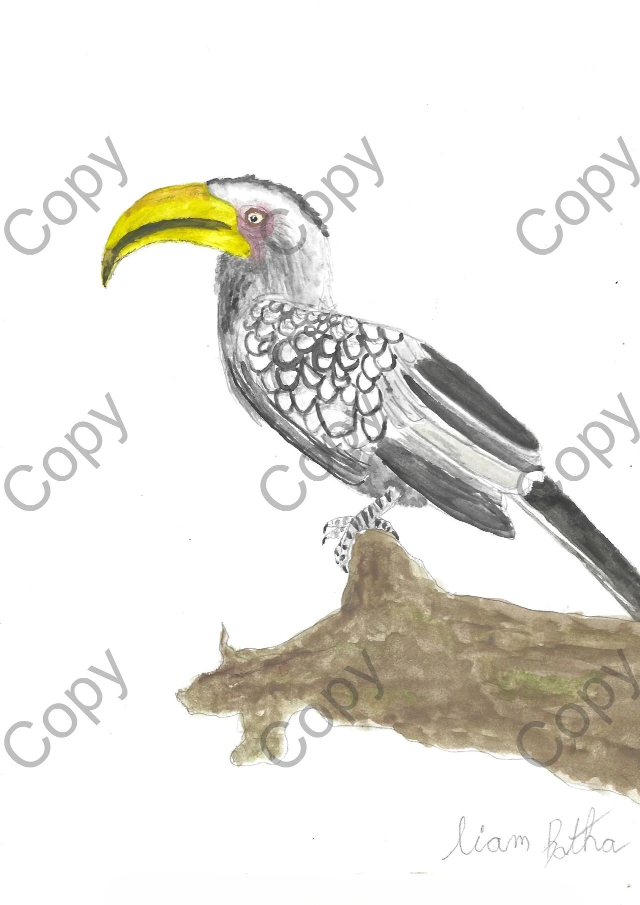Southern Yellow-billed Hornbill - Tockus leucomelas (Copy) || By Liam Botha