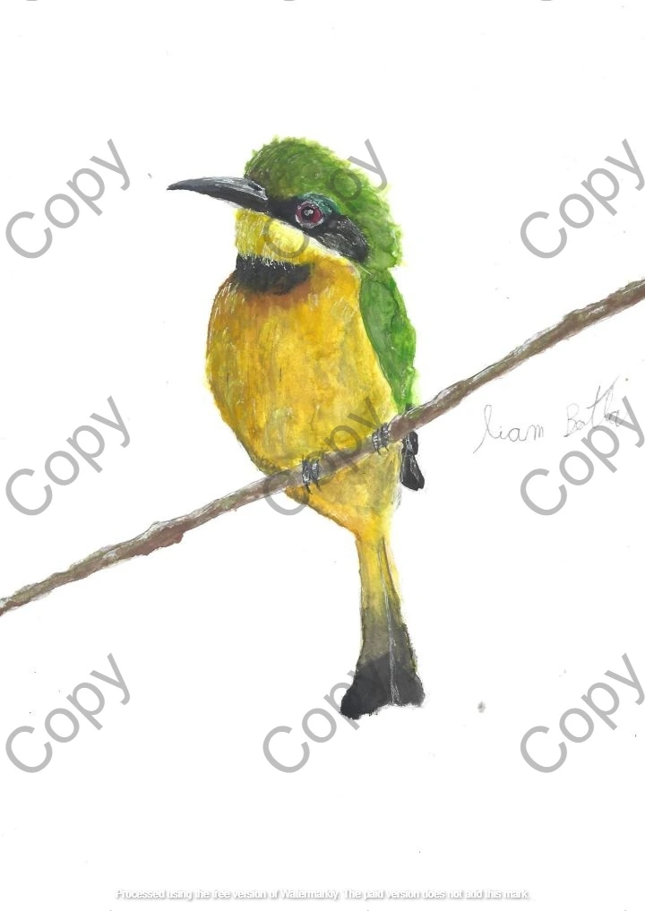 Little Bee-eater - Merops pusillus (Copy) || By Liam Botha