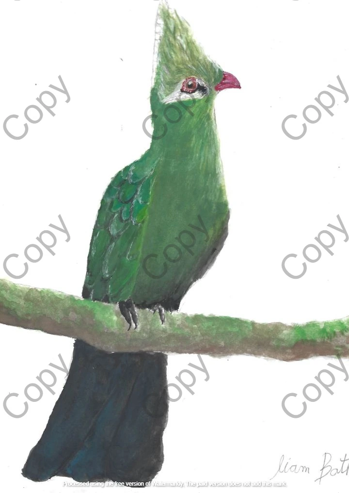 Livingstone's Turaco - Tauraco livingstonii (Copy) || By Liam Botha