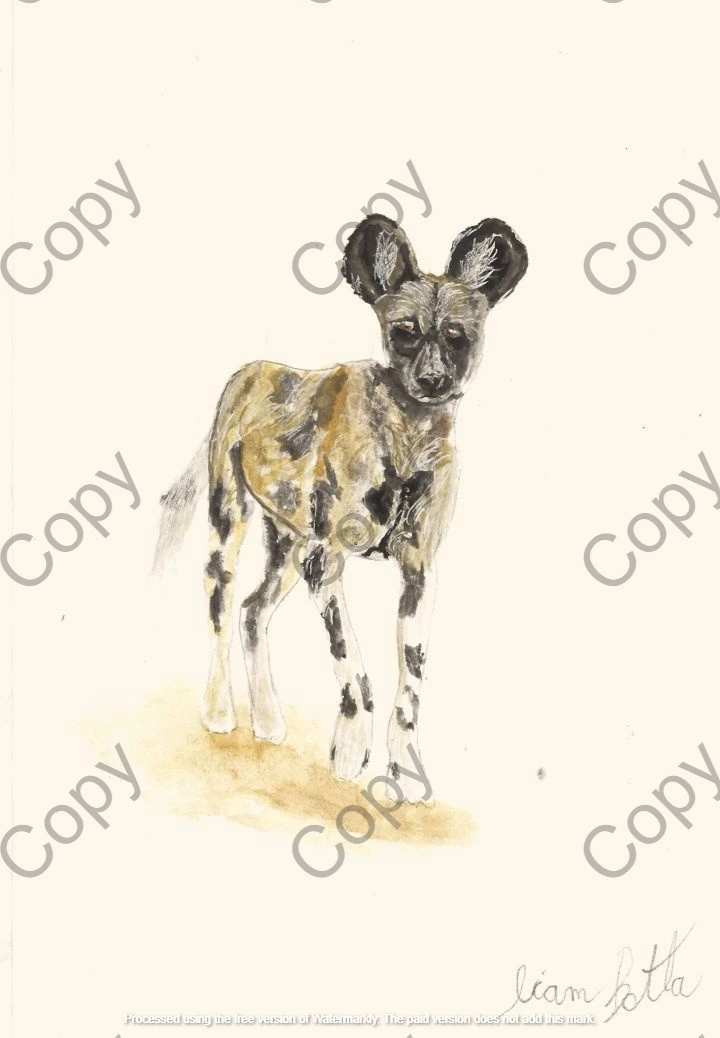 Cape Wild Dog - Lycaon pictus pictus (Copy) || By Liam Botha