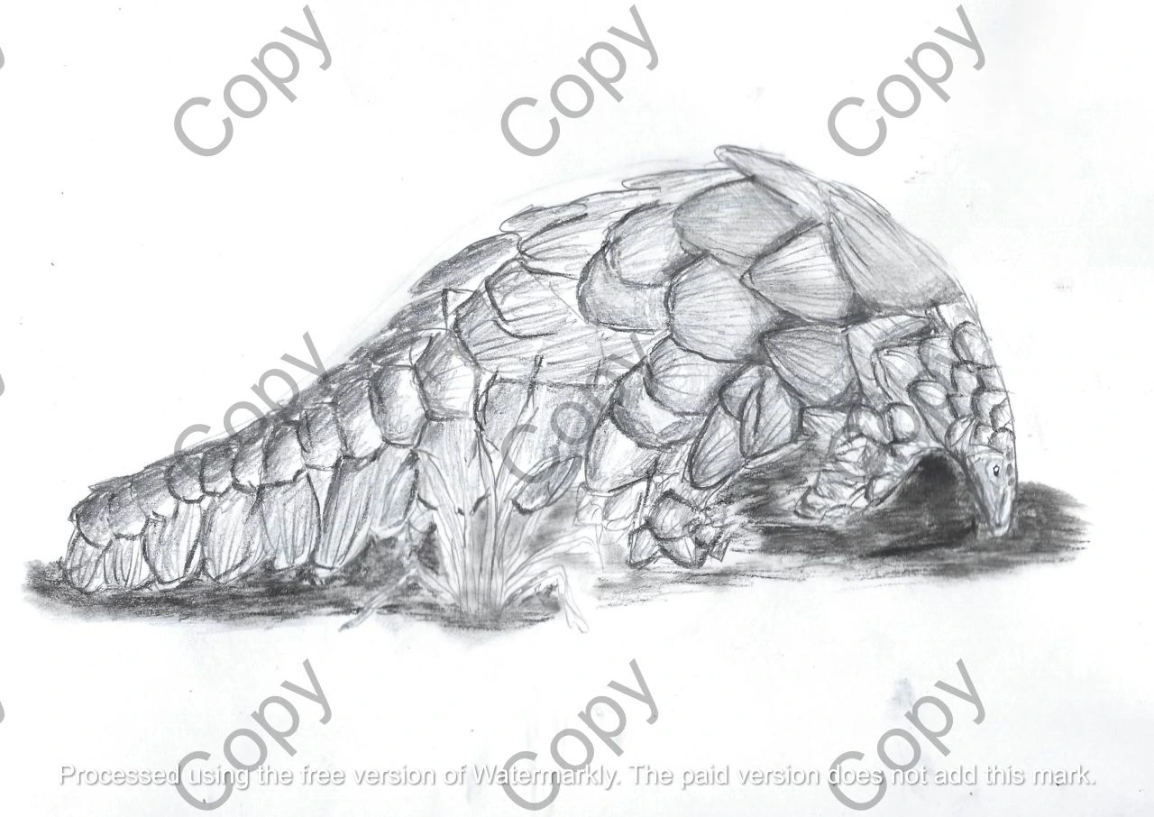 Scaled Wonder (Copy) || By Liam Botha