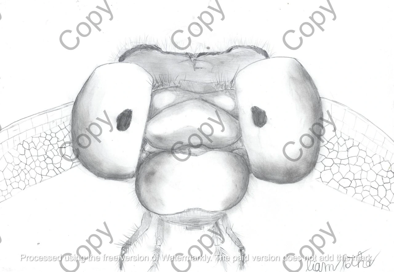 Wetland Wonderer (Copy) || By Liam Botha