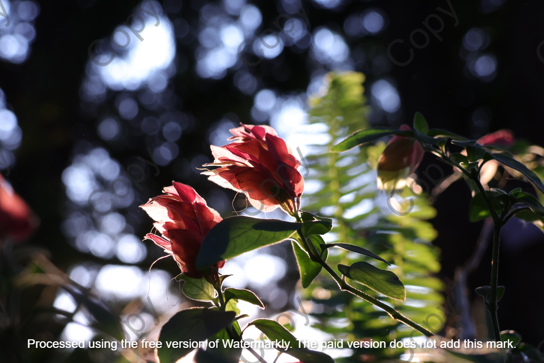 Rays through the foliage A2 || By Liam Botha