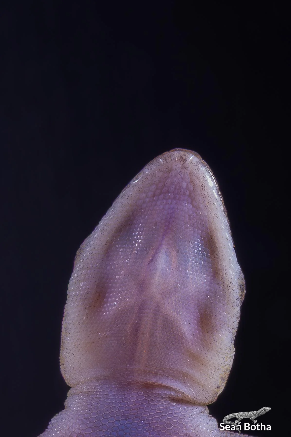 Afroedura transvaalica. From near Musina, Limpopo. Sean Botha.