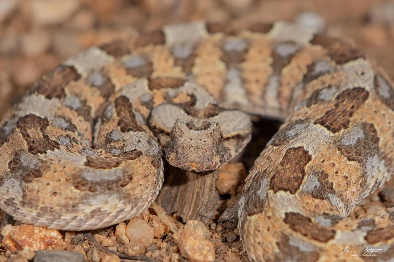 Bitis caudalis. From near Musina, Limpopo. Liam Botha.