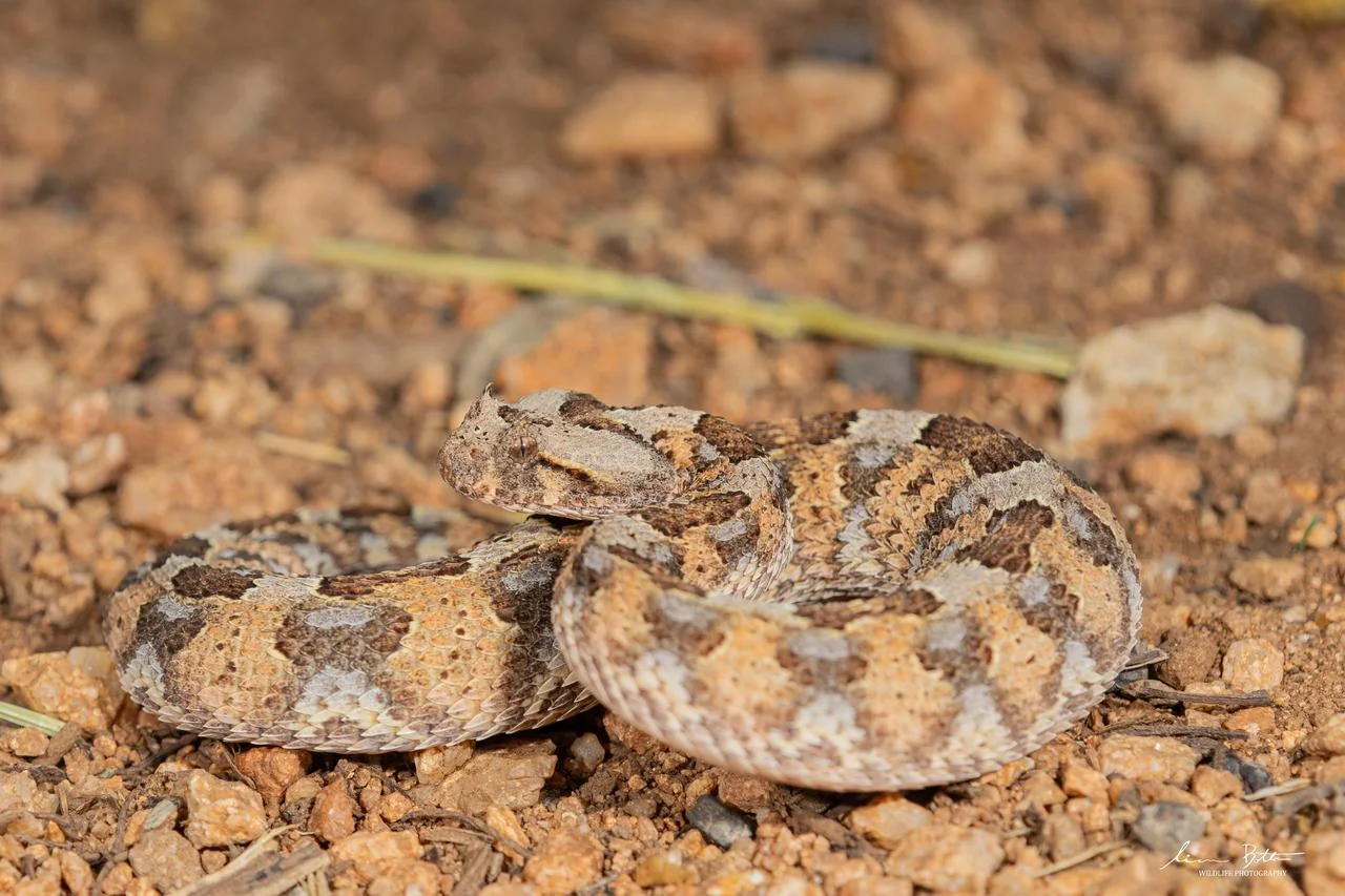 Bitis caudalis. From near Musina, Limpopo. Liam Botha.