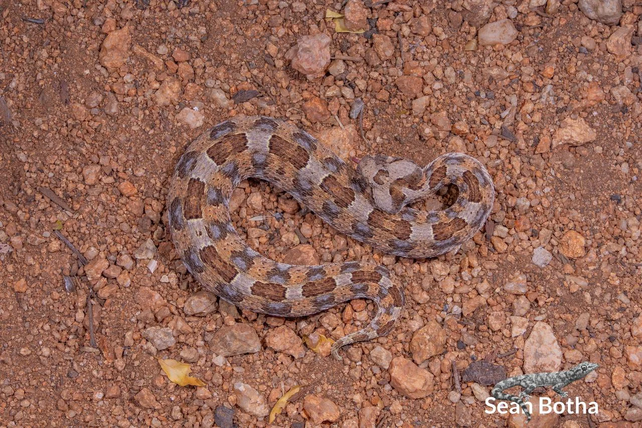 Bitis caudalis. From near Musina, Limpopo. Sean Botha.