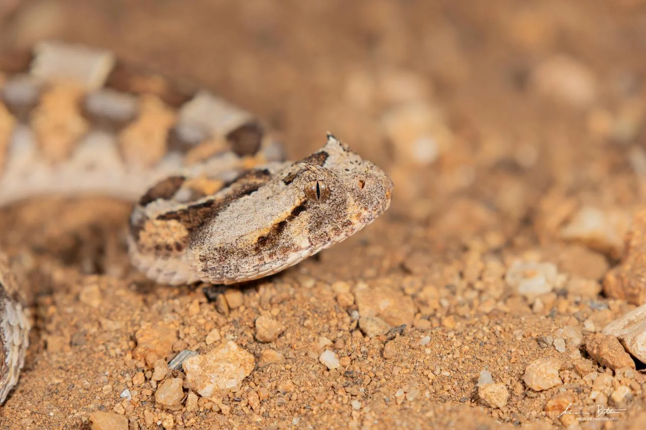 Bitis caudalis. From near Musina, Limpopo. Liam Botha.