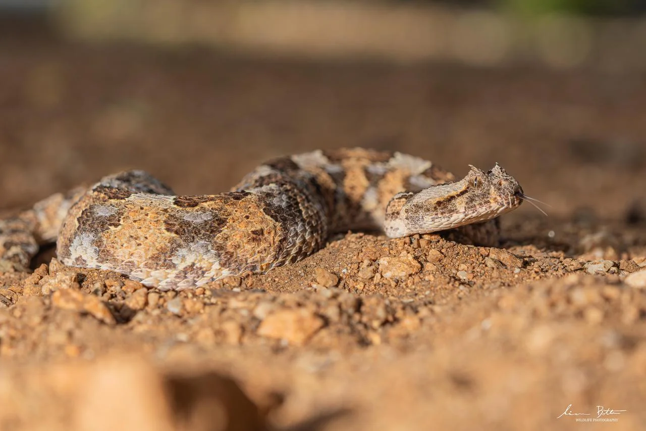 Bitis caudalis. From near Musina, Limpopo. Liam Botha.