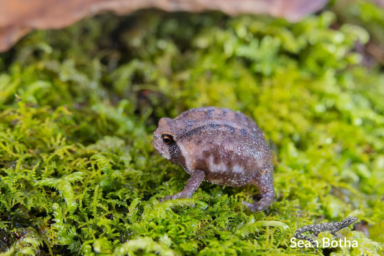 Breviceps sylvestris taeniatus. From Hanglip, Limpopo. Sean Botha.
