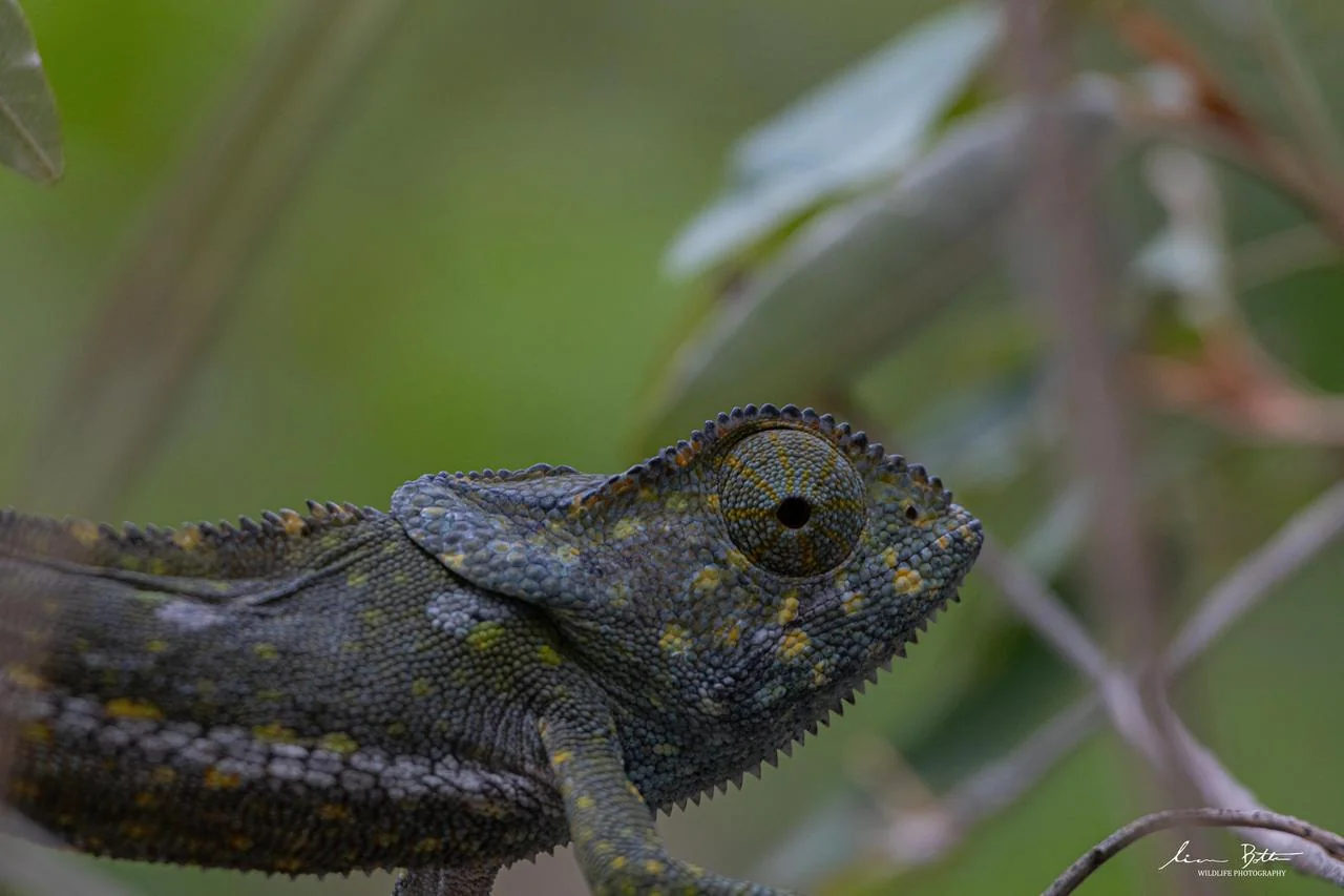 Chamaeleo dilepis. From near Lephalale, Limpopo. Liam Botha.