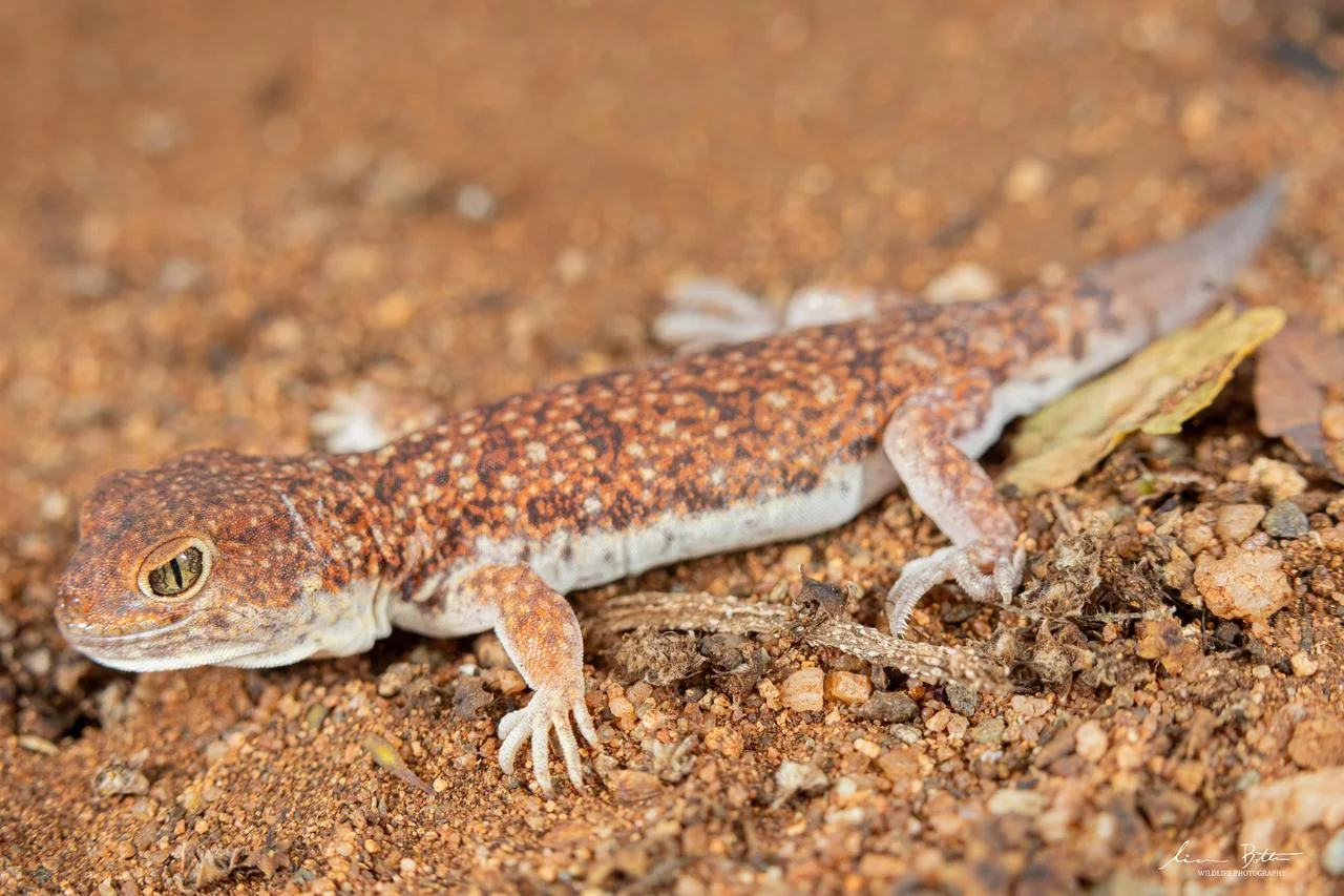 Ptenopus garrulus. From near Waterpoort, Limpopo. Liam Botha.