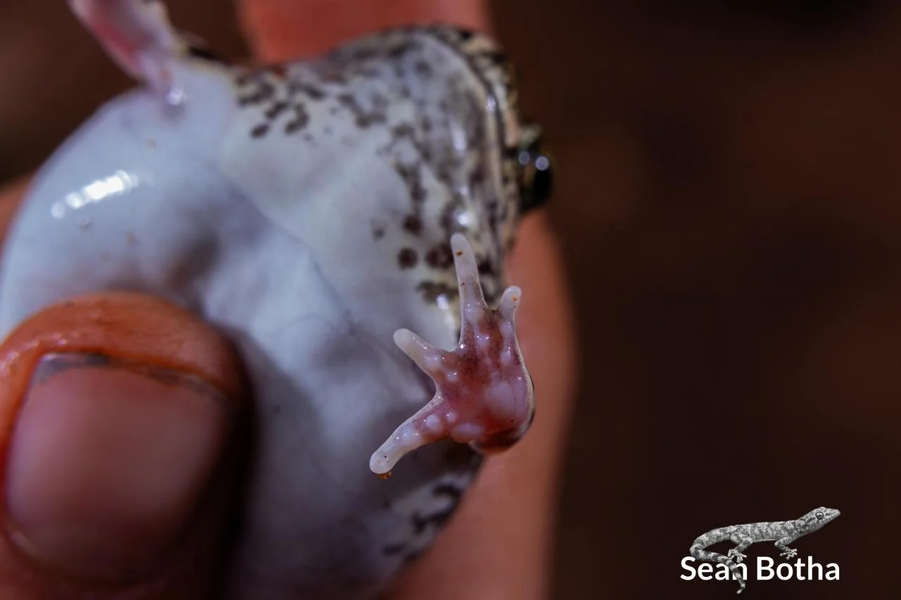 Tomopterna adiastola Hand. From Vivo, Limpopo. Sean Botha.