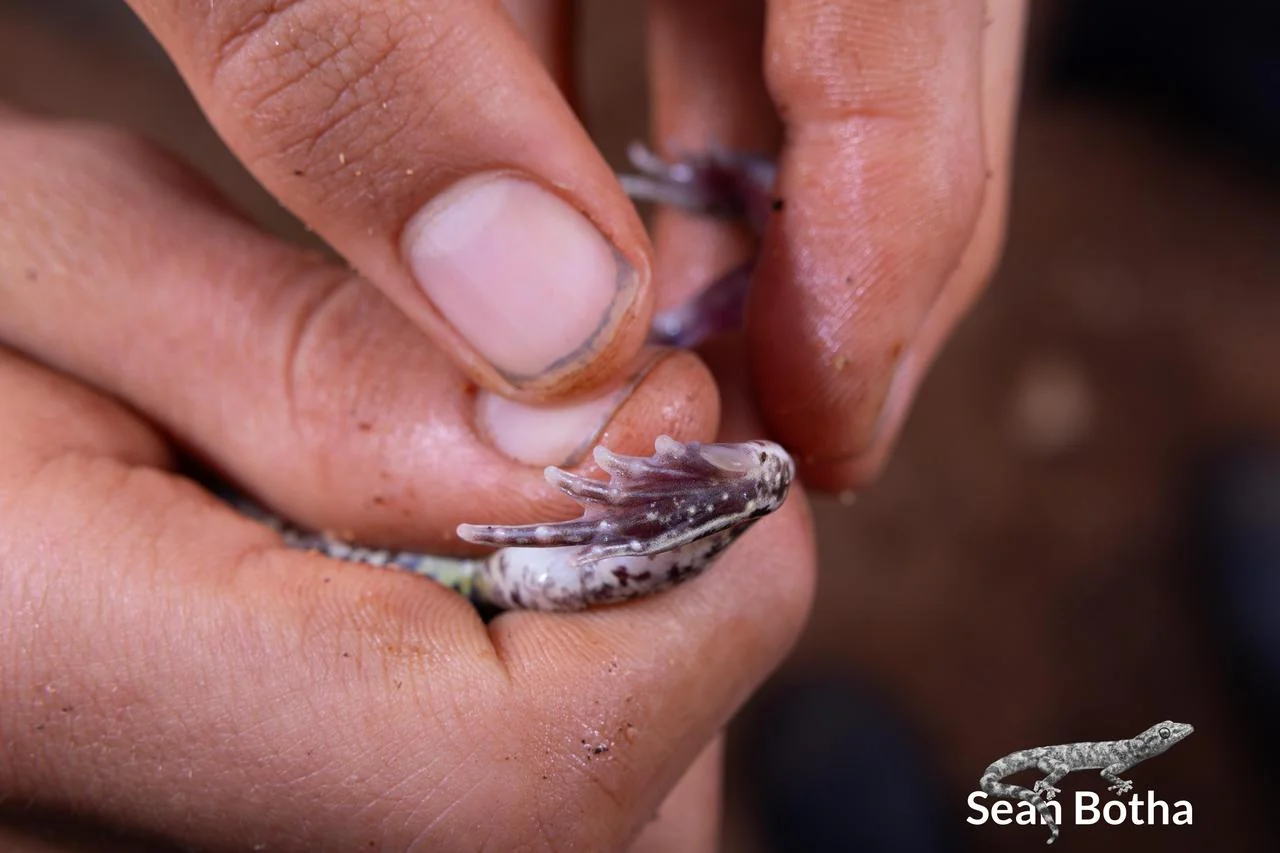Tomopterna adiastola Foot. From Vivo, Limpopo. Sean Botha.