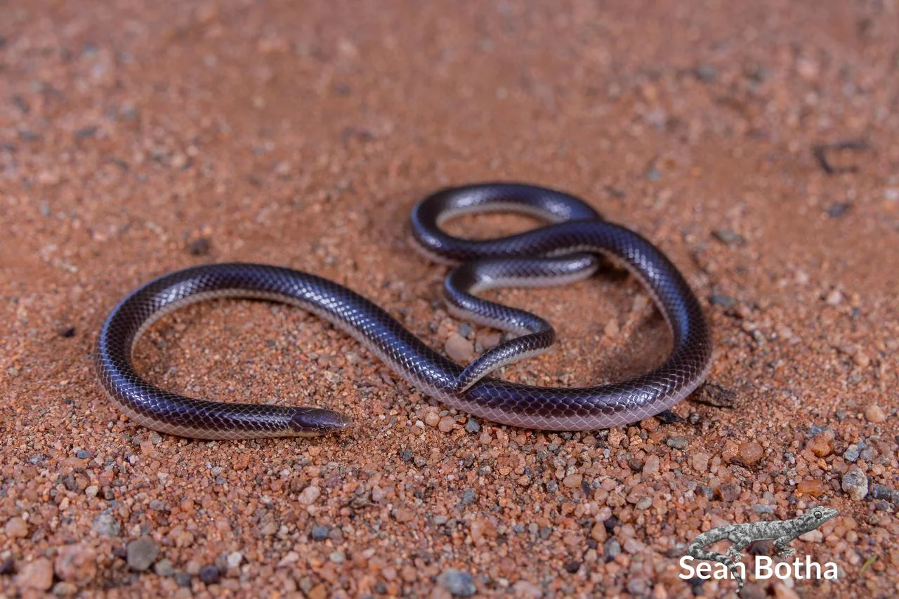 Xenocalamus bicolor lineatus. From near Waterpoort, Limpopo. Sean Botha.