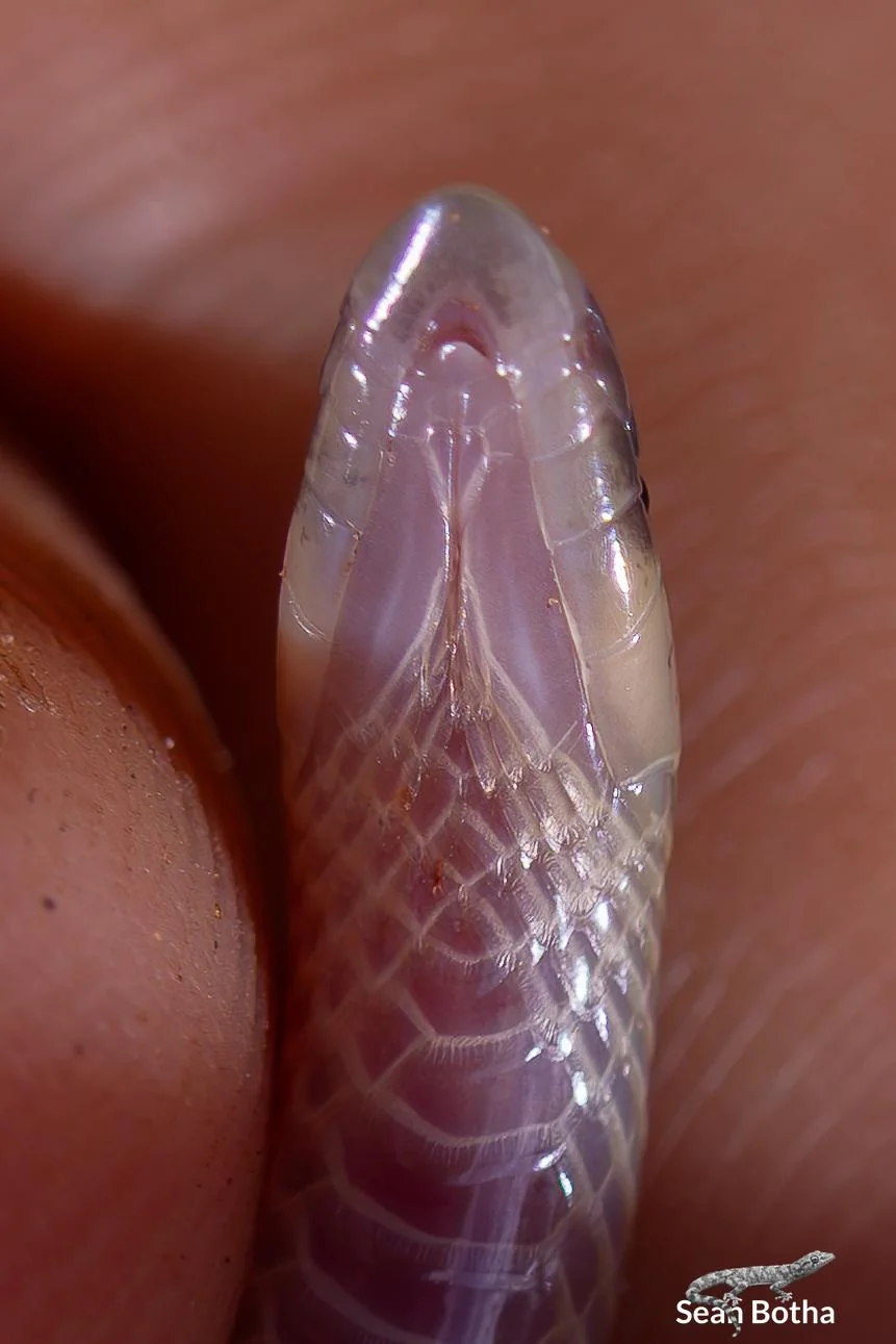 Xenocalamus bicolor lineatus. From near Waterpoort, Limpopo. Sean Botha.