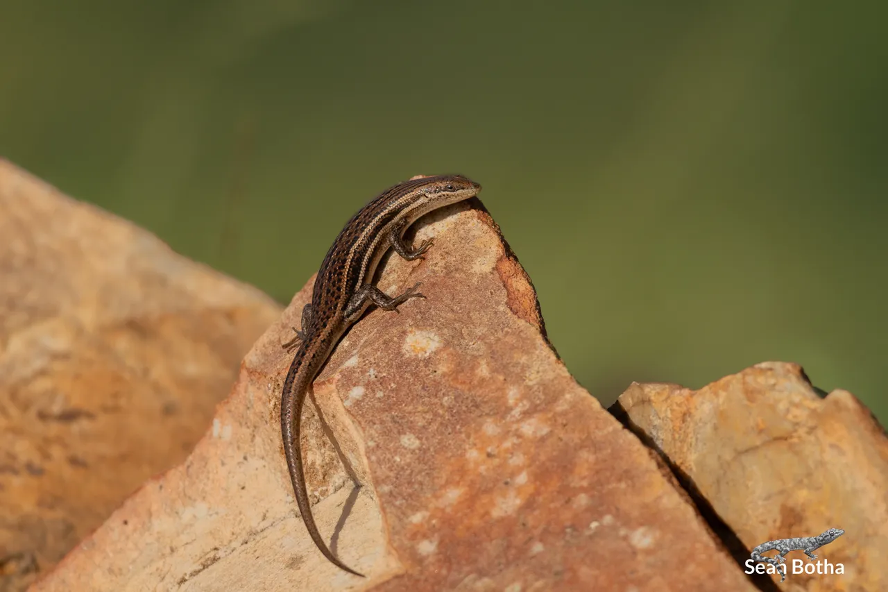 Smooth Variable Skink – Trachylepis laevigata