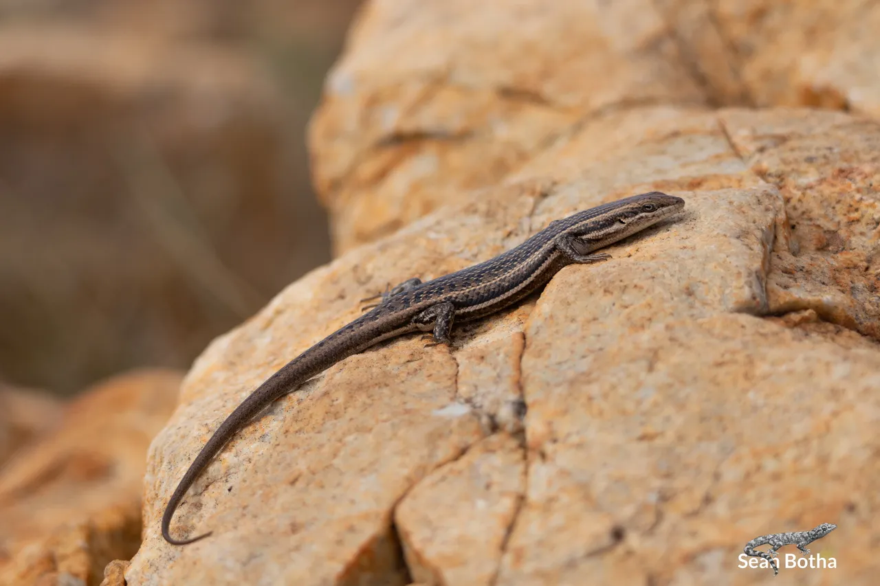 Trachylepis laevigata. From Faerie Glen Nature Reserve, Gauteng. Sean Botha.