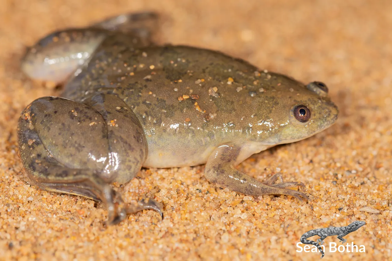 Xenopus laevis. From Forestiva Farm, Gauteng. Sean Botha.