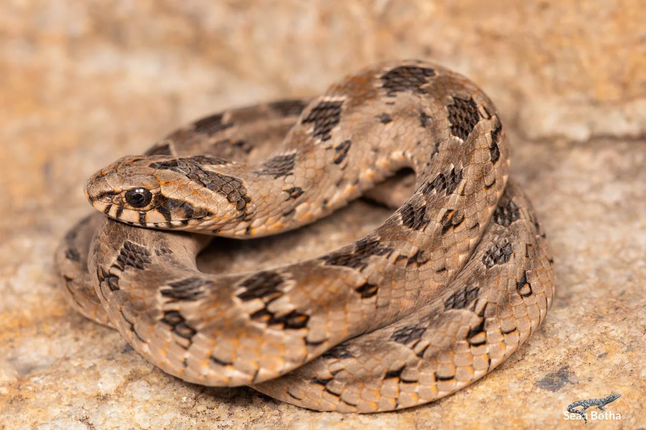 Causus rhombeatus. From near Diepsloot, Gauteng. Sean Botha.