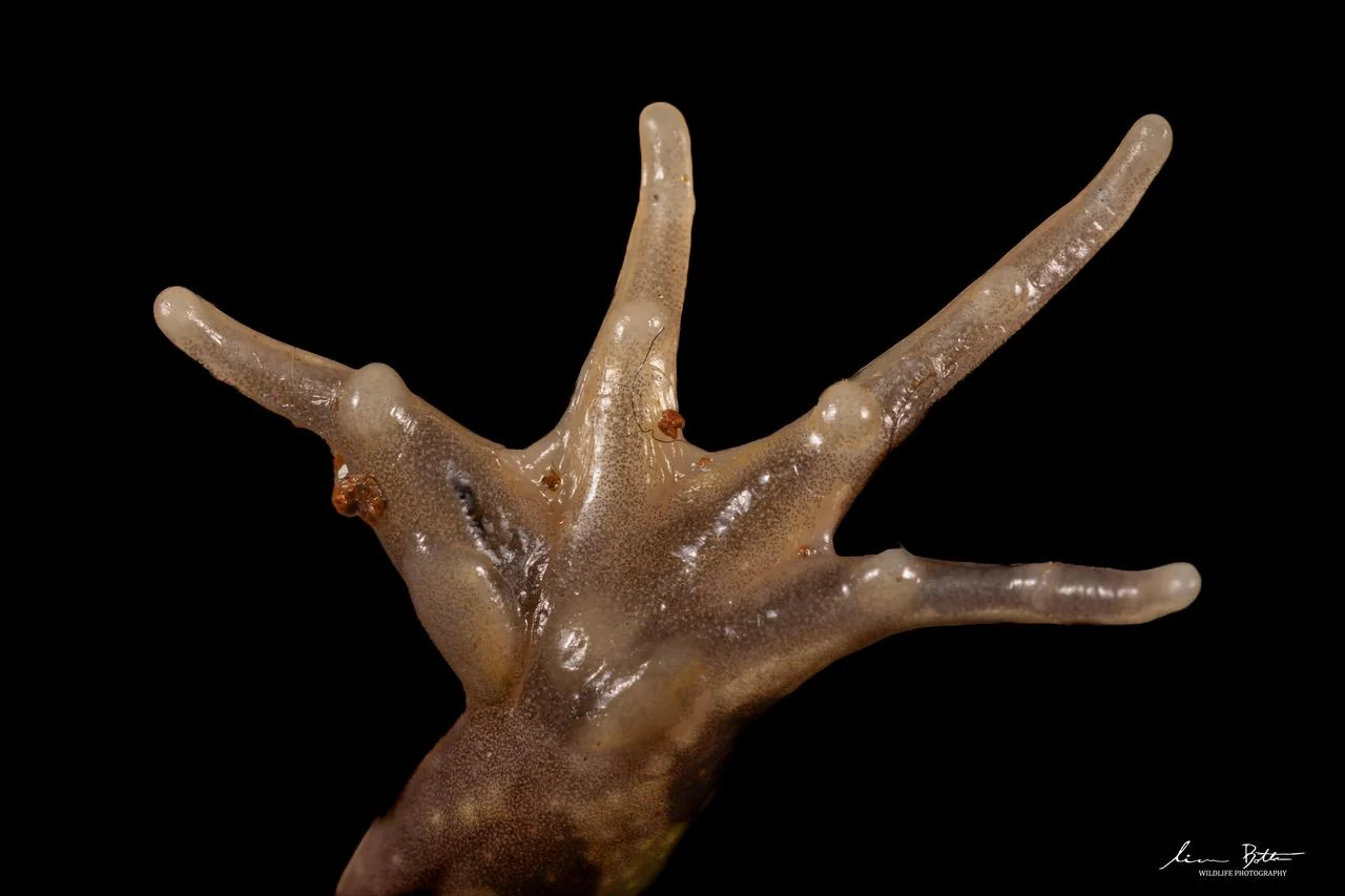 Poynton's River Frog Hand. From near Dullstroom, Mpumalanga. Liam Botha.