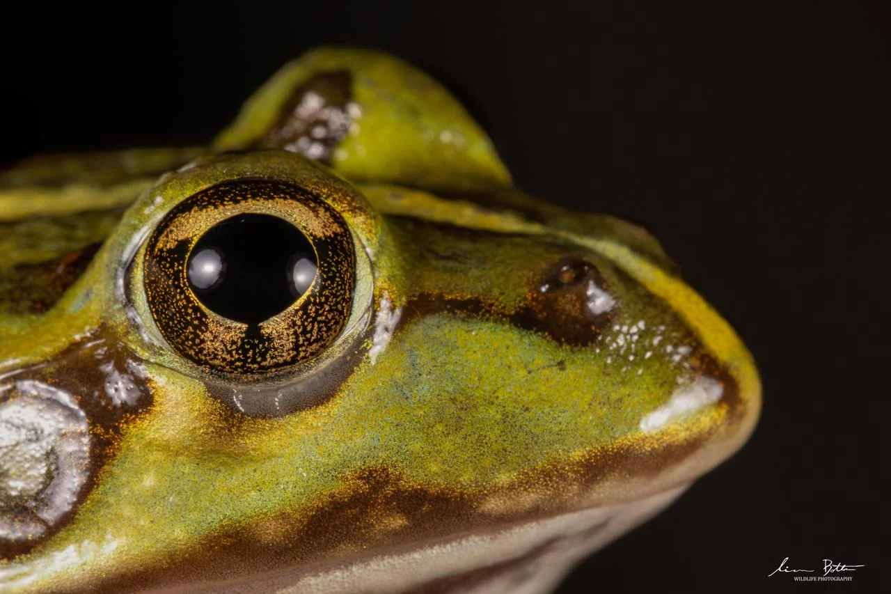 Poynton's River Frog. From near Dullstroom, Mpumalanga. Liam Botha.