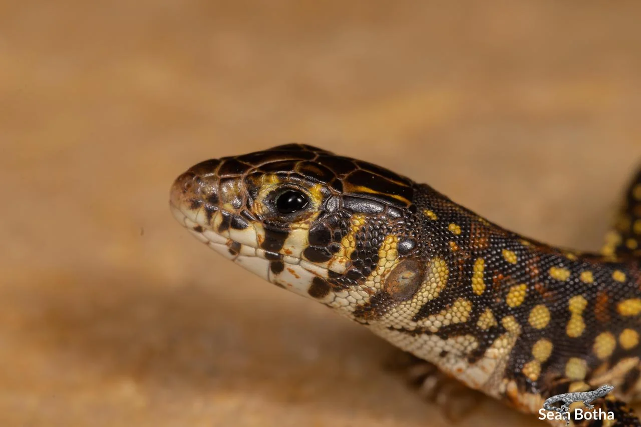 Nucras lalandii. From near Dullstroom, Mpumalanga. Sean Botha.
