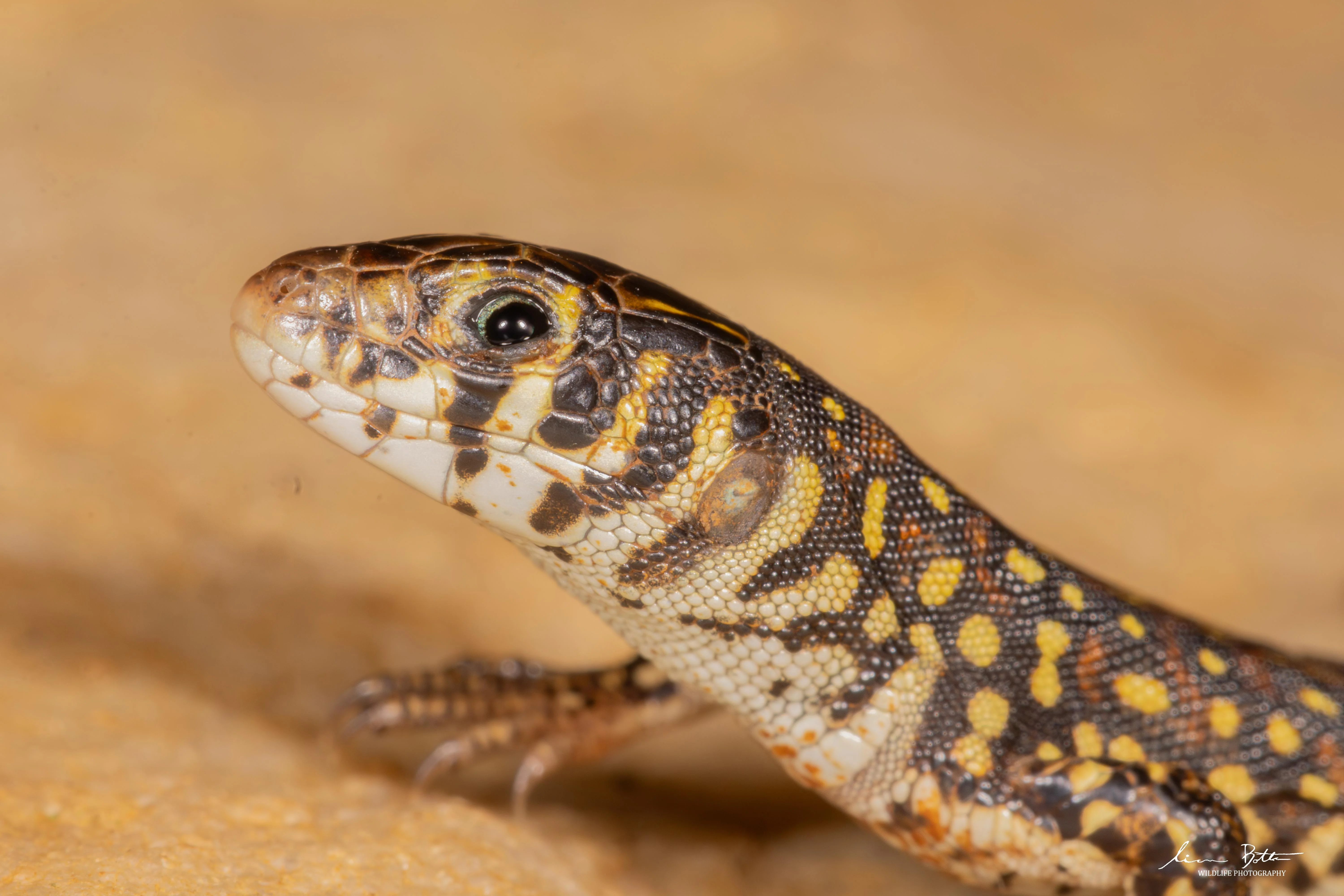 Delalande’s Sandveld Lizard – Nucras lalandii