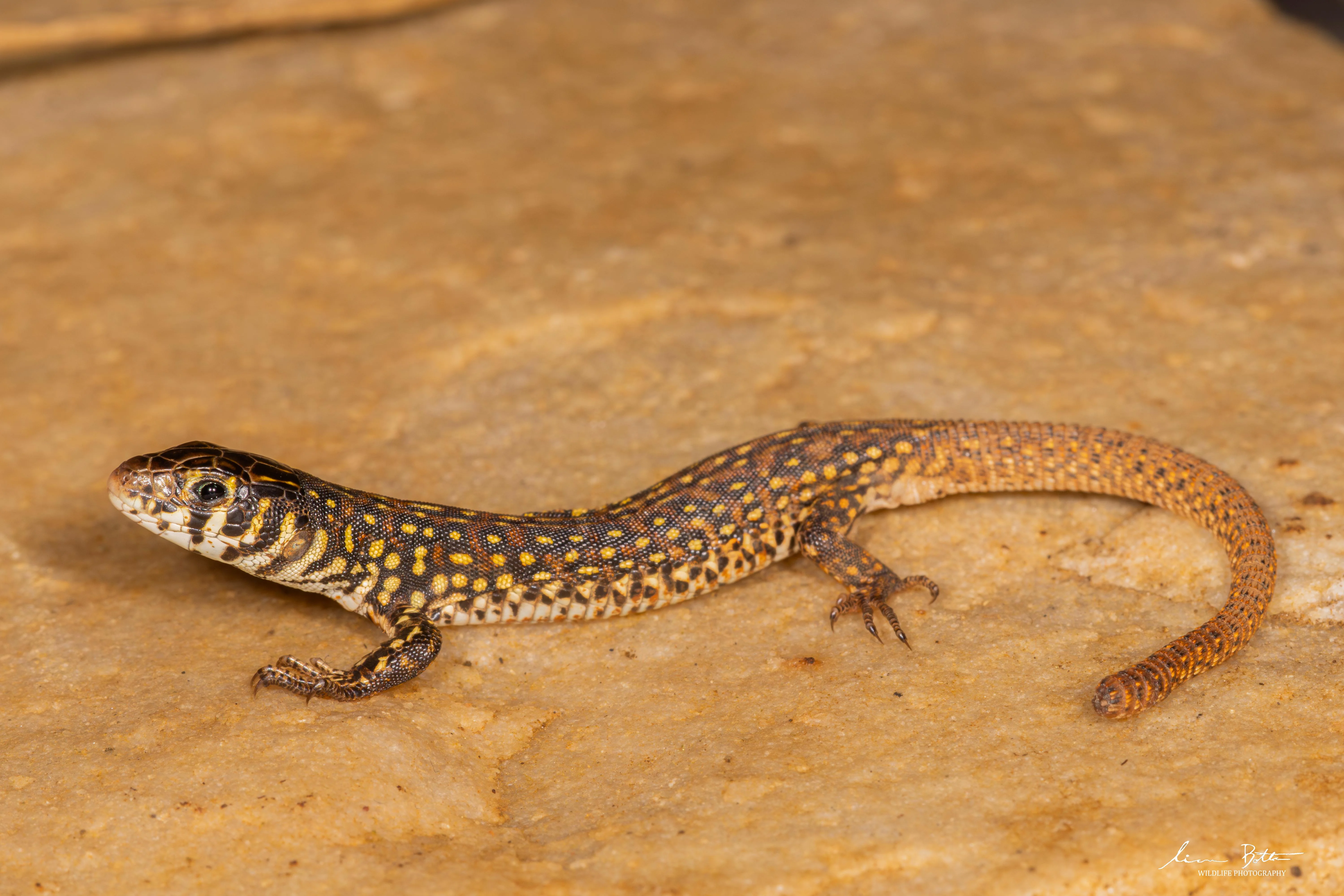 Nucras lalandii. From near Dullstroom, Mpumalanga. Liam Botha.