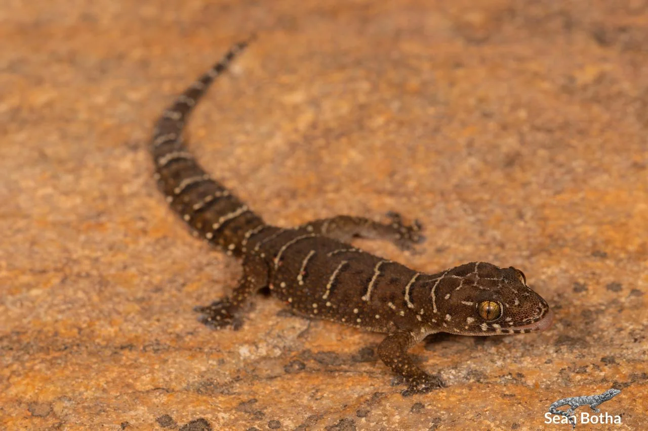 Pachydactylus vansoni. From near Dullstroom, Mpumalanga. Sean Botha.