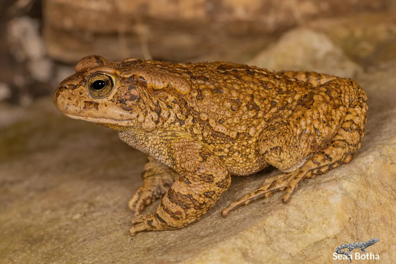 Sclerophrys capensis. From near Dullstroom, Mpumalanga. Sean Botha.