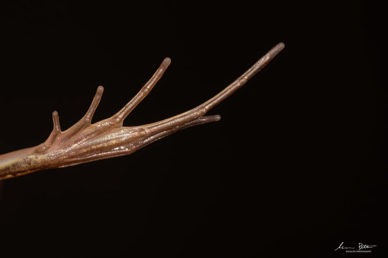 Strongylopus fasciatus Foot. From near Dullstroom, Mpumalanga. Liam Botha.