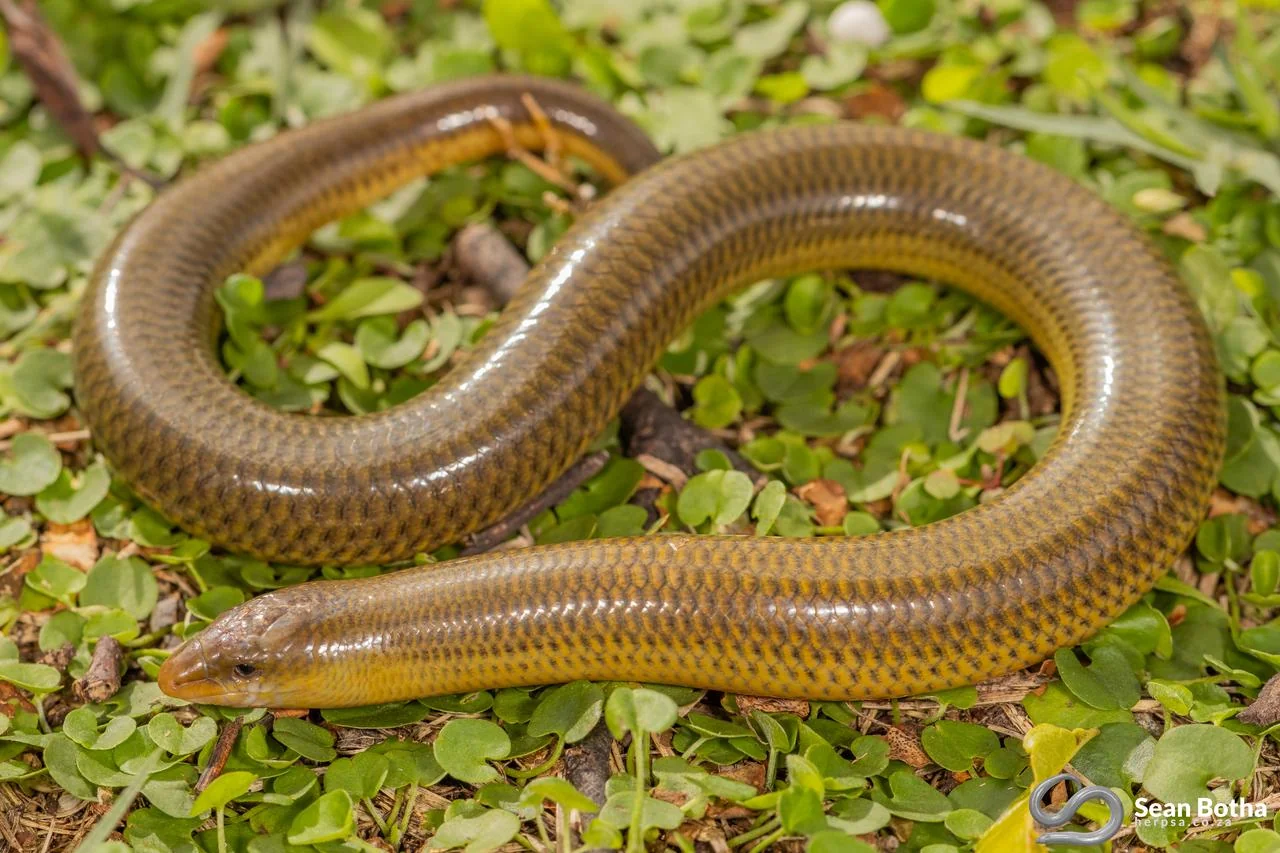 Thin-tailed Legless Skink – Acontias gracilicauda