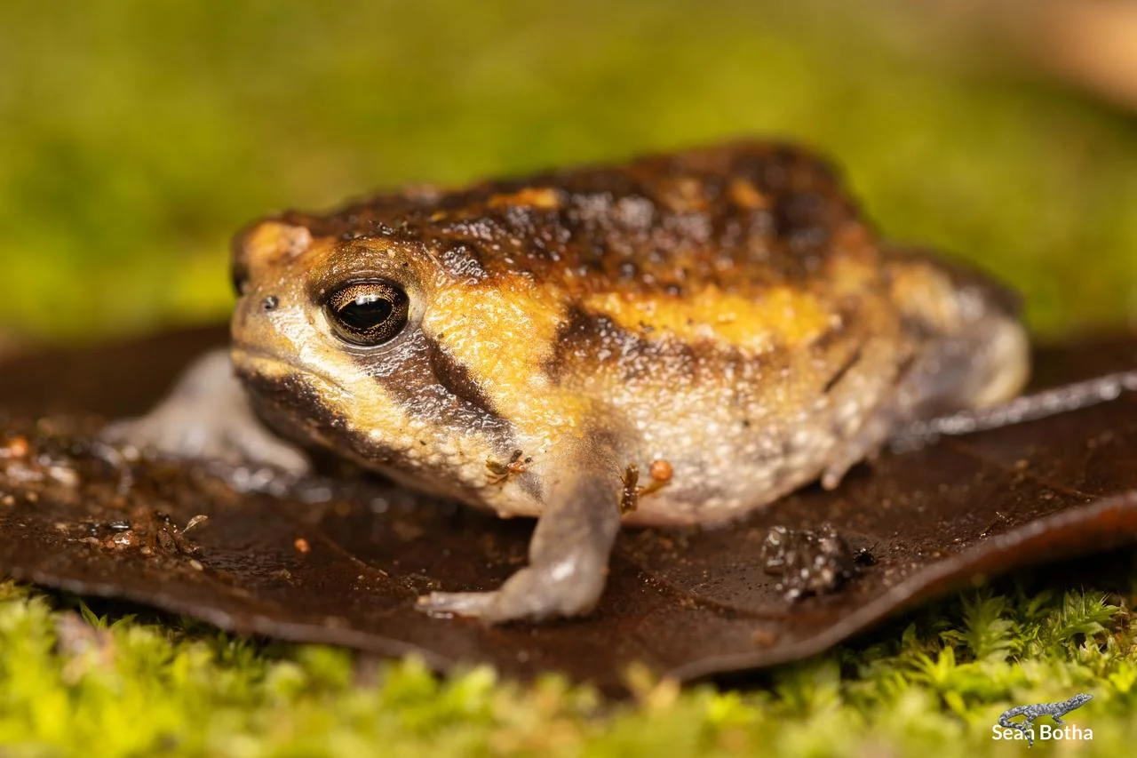 Ndumo Rain Frog – Breviceps passmorei