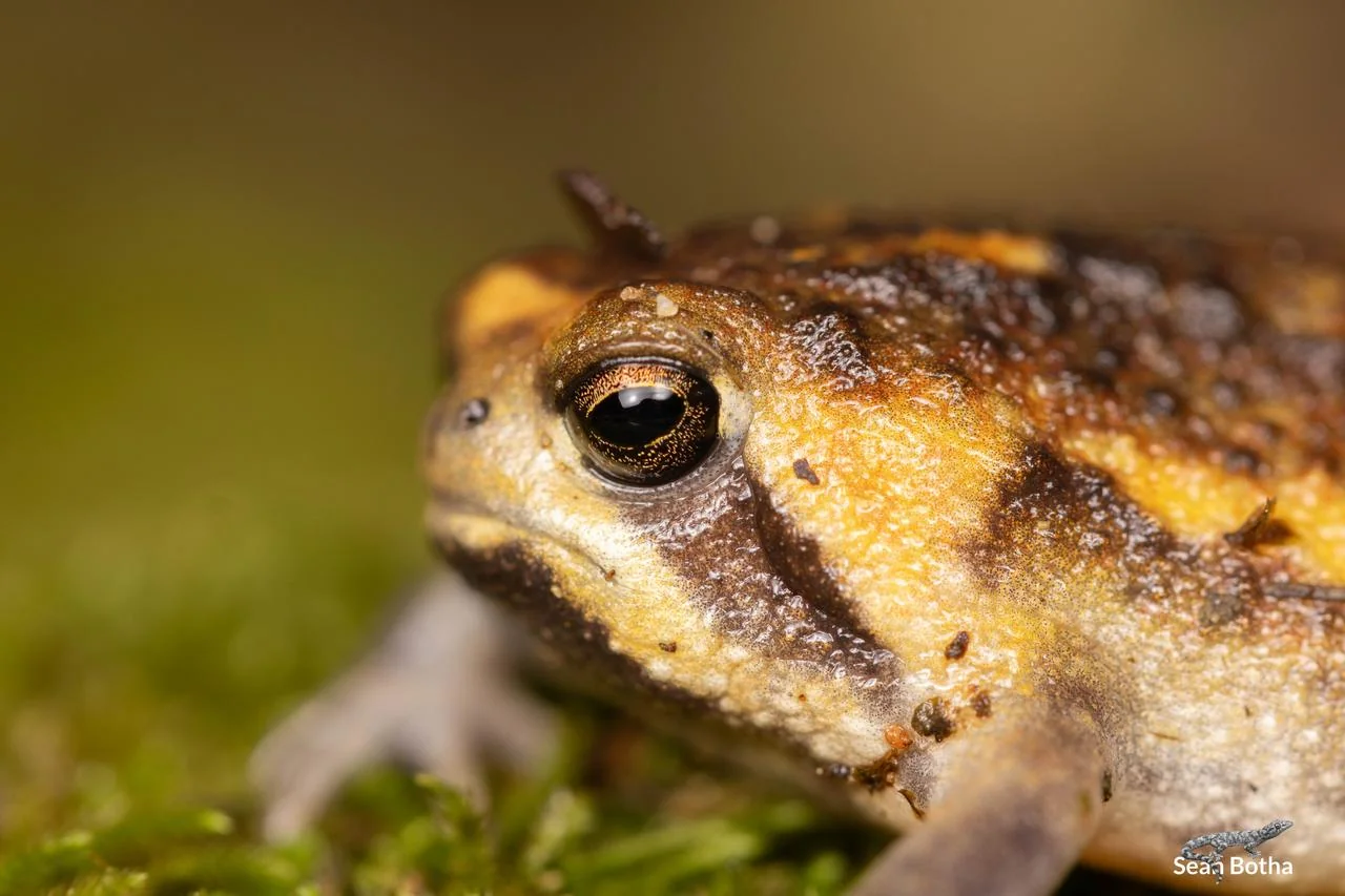 Breviceps passmorei. From near Mbombela, Mpumulanga. Sean Botha.