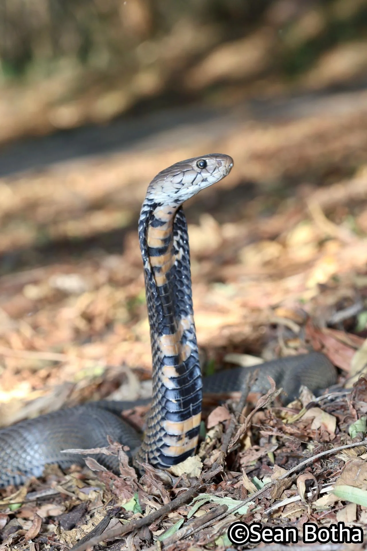 Naja mossambica. From near Centurion, Gauteng. Sean Botha.