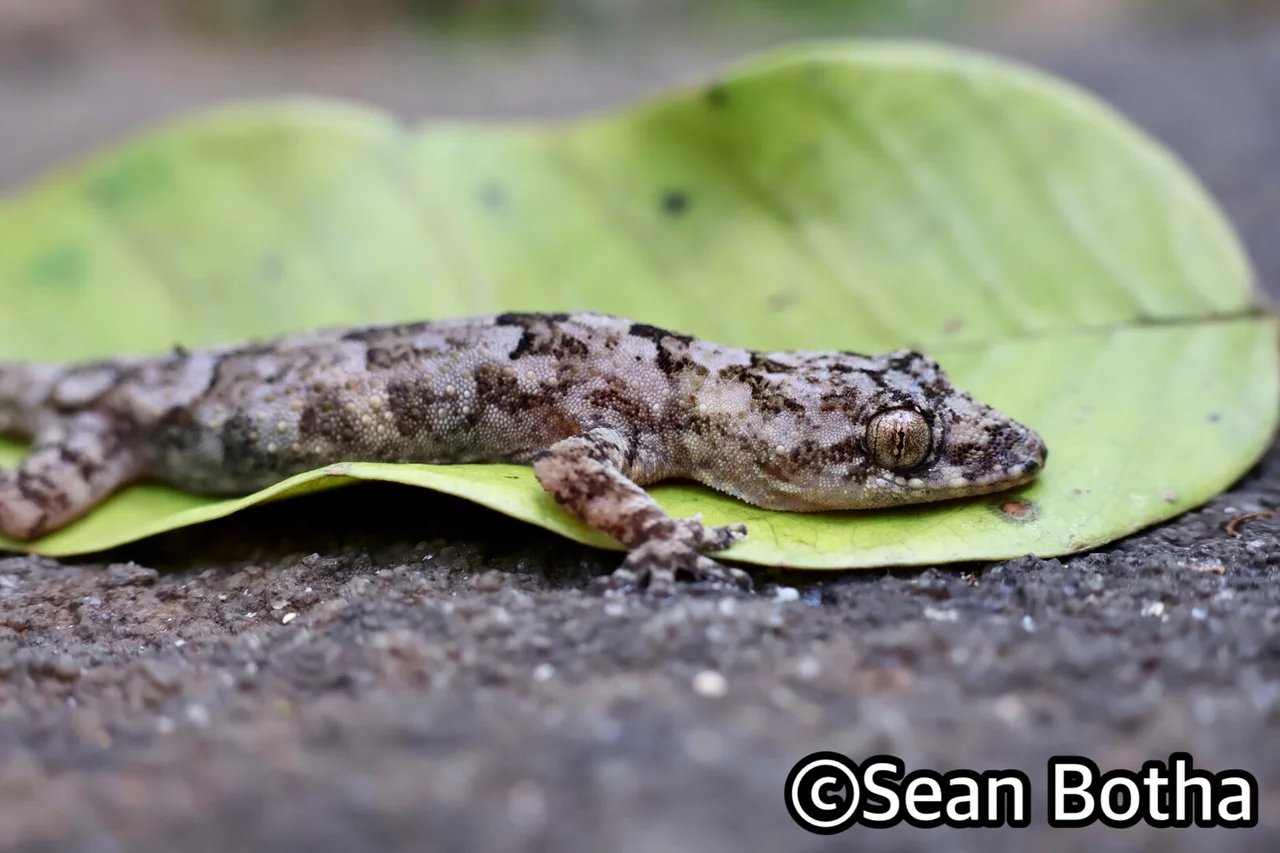 Hemidactylus mabouia sensu lato. From Blyde River Canyon, Mpumulanga. Sean Botha.