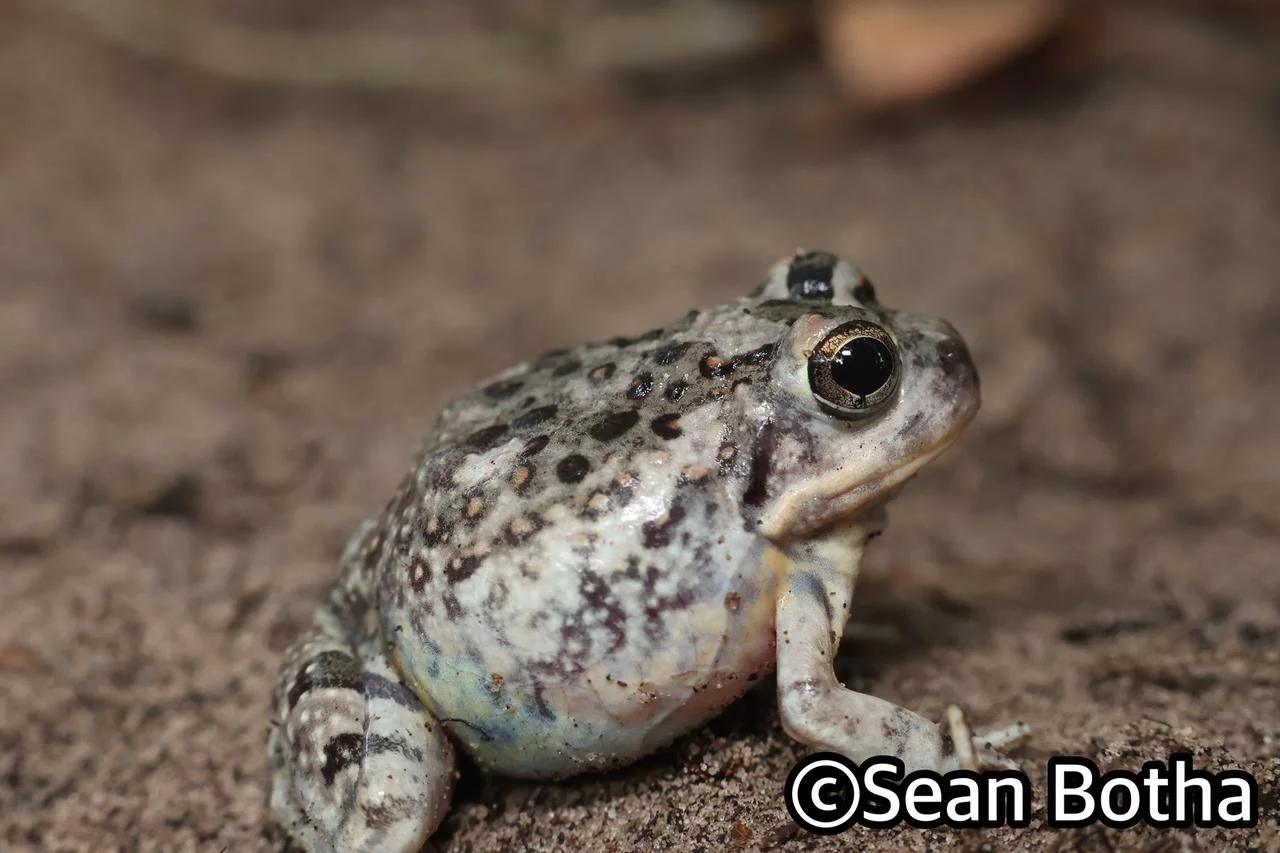 Tomopterna krugerensis. From near Emangusi, Kwa-Zulu Natal. Sean Botha.