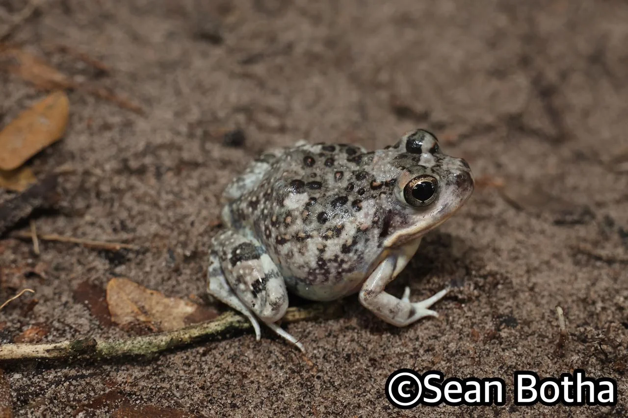 Tomopterna krugerensis. From near Emangusi, Kwa-Zulu Natal. Sean Botha.
