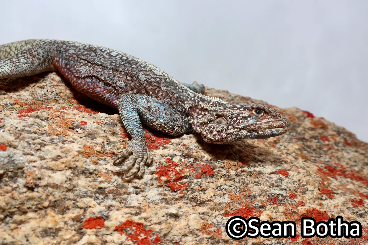 Agama atra. From near Springbok, Northern Cape. Sean Botha.