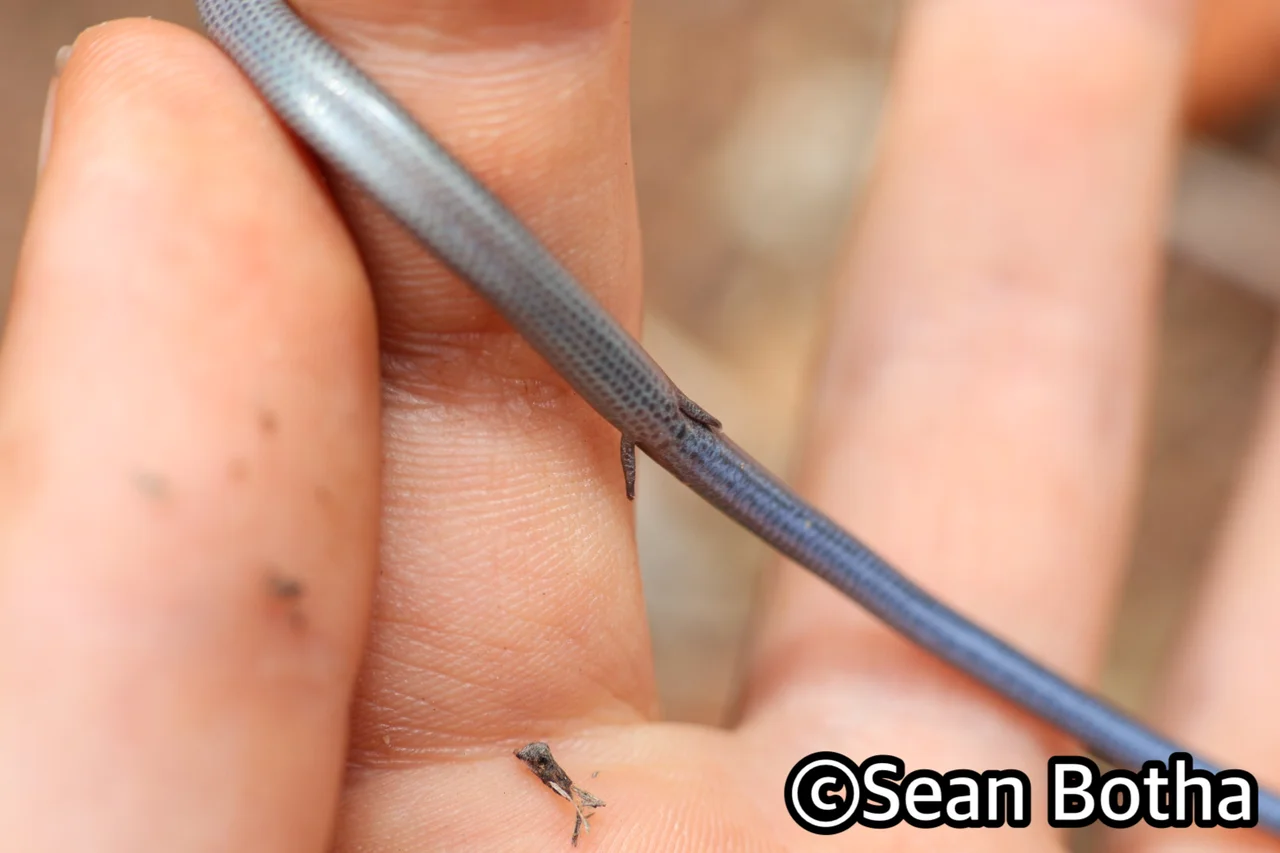 Scelotes bidigittatus. From Blyde River Canyon, Mpumulanga. Sean Botha.