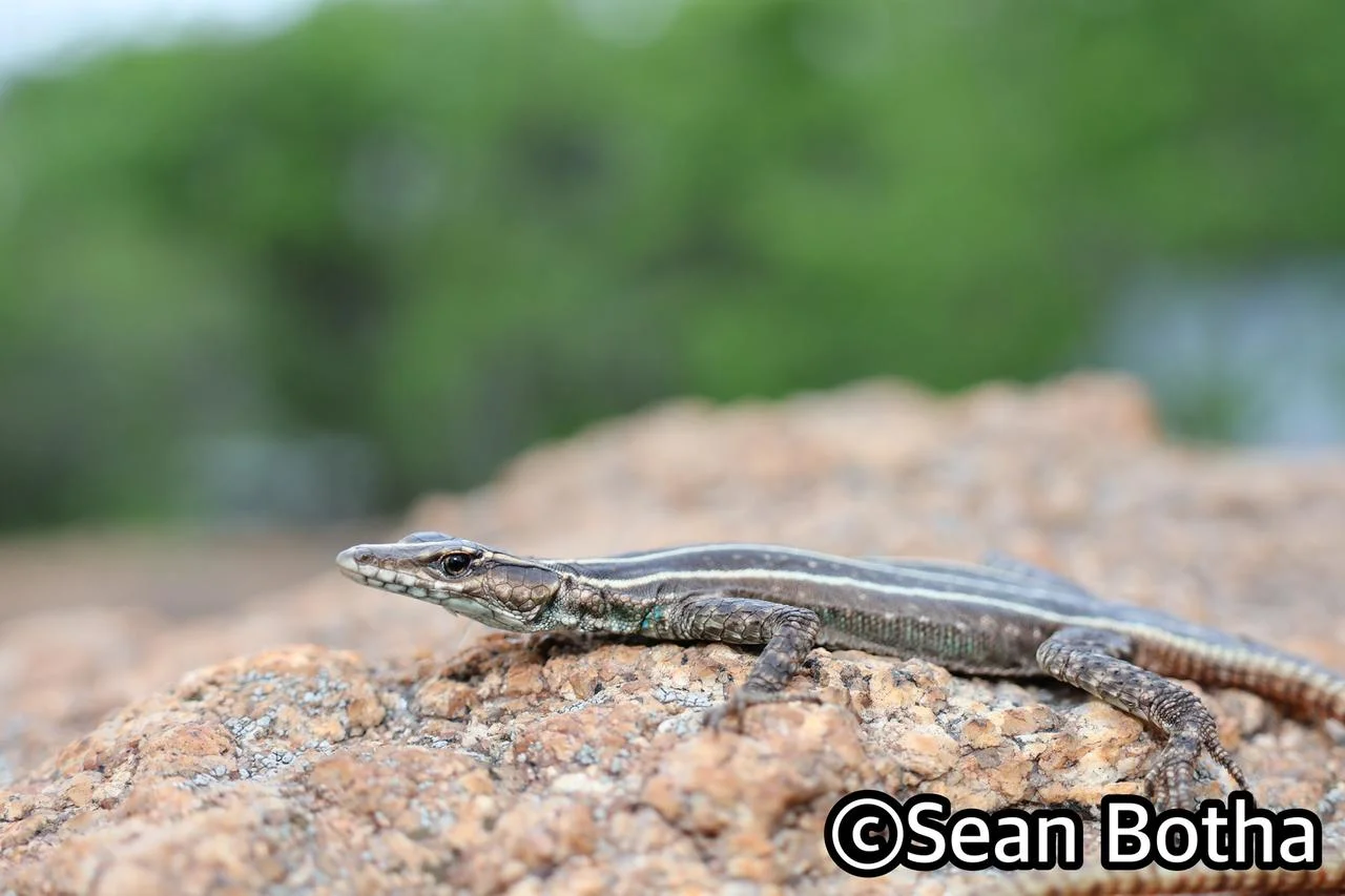 Platysaurus intermedius wihelmi. From Mbombela, Mpumulanga. Sean Botha.