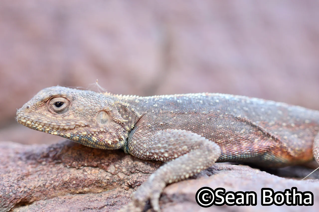 Agama atra. From Ezemvelo Nature Reserve, Gauteng. Sean Botha.