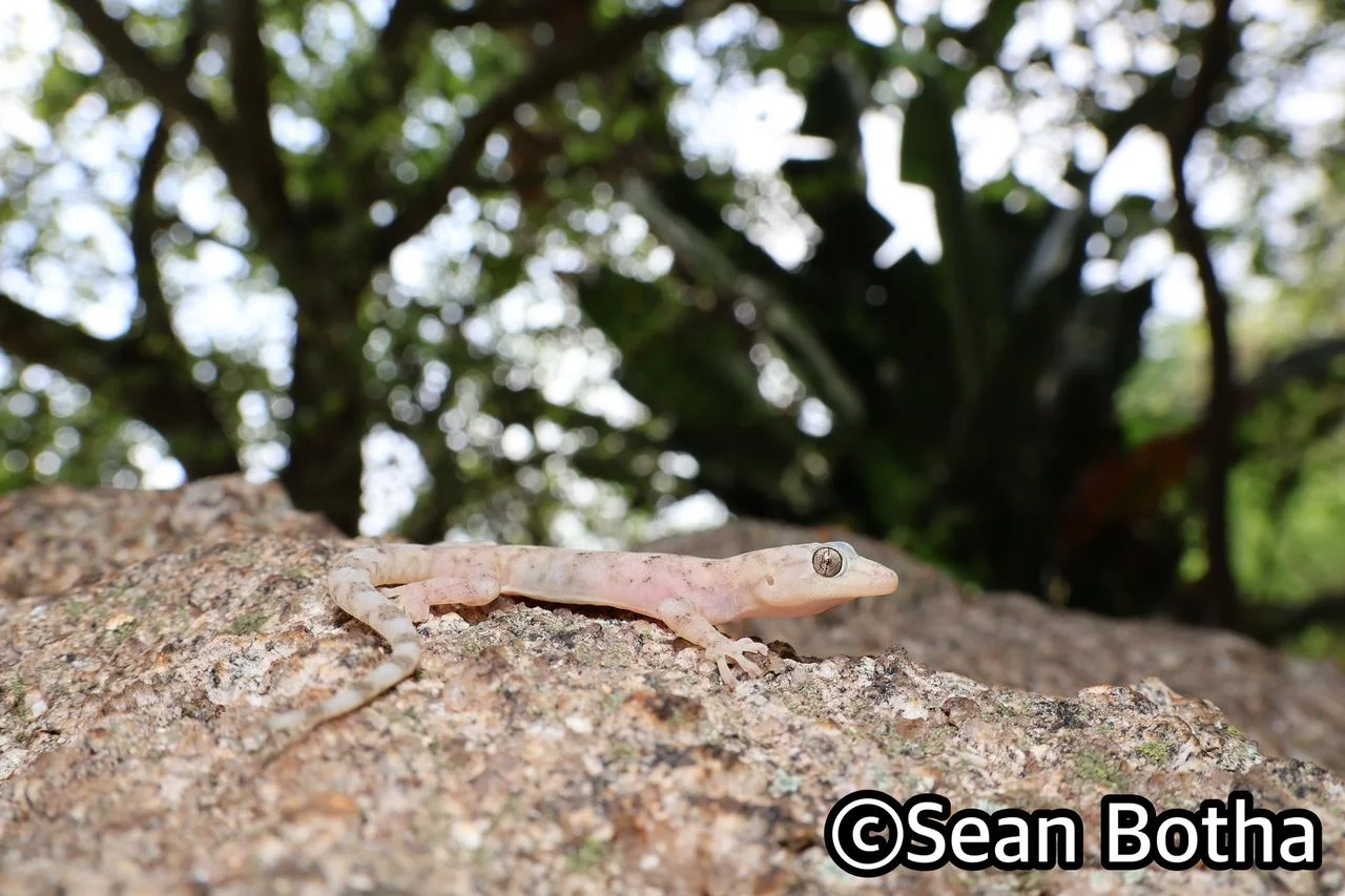 Afroedura haackei. From Mbombela, Mpumulanga. Sean Botha.