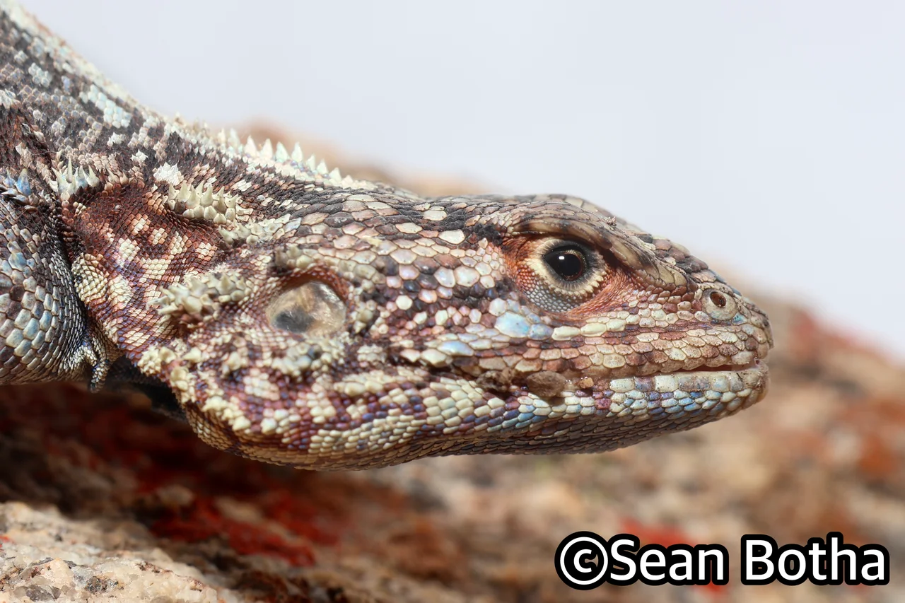 Southern Rock Agama - Agama atra