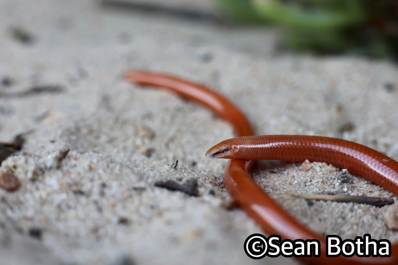 Acontias litoralis. From Boulder Bay, Northern Cape. Sean Botha.