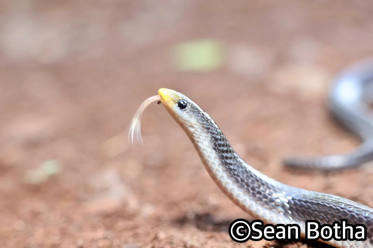 Prosymna stuhlmanni. From near Hluhluwe, Kwa-Zulu Natal. Sean Botha.