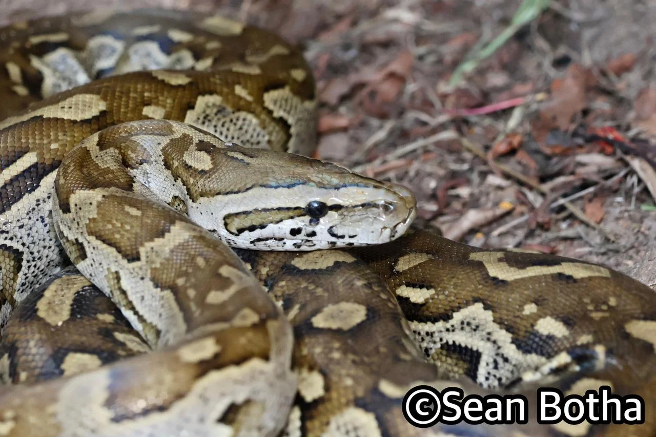 Python natalensis. From St. Lucia, Kwa-Zulu Natal. Sean Botha.